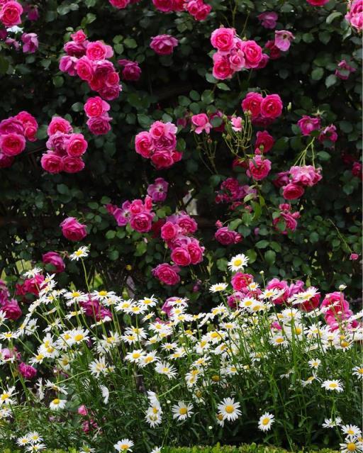 想要打造高階的「庭院花園」，5類花草6種小物件，都要安排上