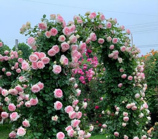 10種「無賴花」，開花「巨好看」，沾土就氾濫，年年除不完