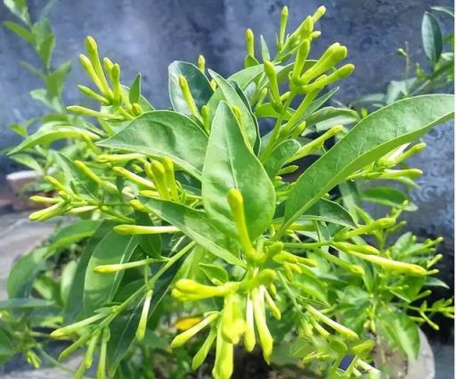 再喜歡,「奪命花草」也別再往家搬了,出事就晚了