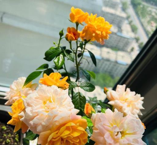 一年開三季的「3種」月季，花色漂亮，花苞極多，種陽臺不停開花