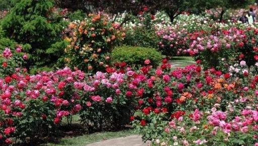 越養越「上癮」的4種花，好養易活，養一次年年都開花，花期還長