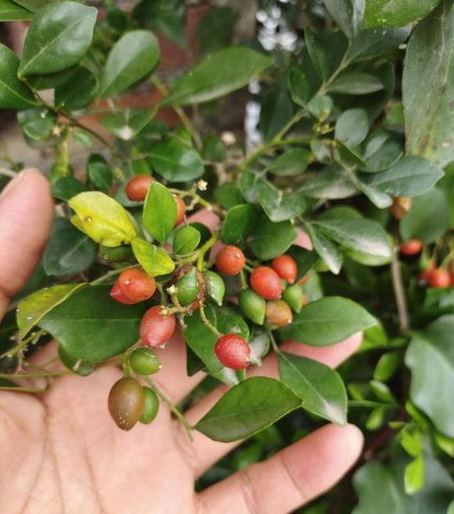 夏天「最香的」6種花，又美又名氣，還能提煉「名貴香水」