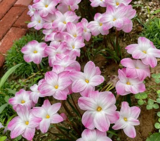 風雨蘭漂亮又好養，記住「2點」，開花越來越多，花朵又美又豔