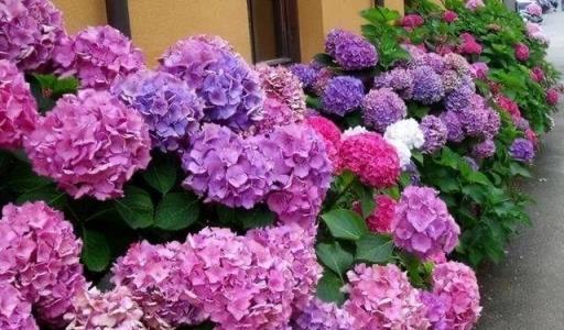 天熱就養6種花，越熱越開花，又美又豔，陽臺秒變彩色小花園