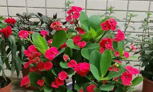 天熱就養6種花，越熱越開花，又美又豔，陽臺秒變彩色小花園