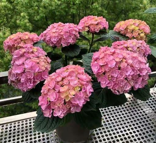 天熱就養6種花，越熱越開花，又美又豔，陽臺秒變彩色小花園