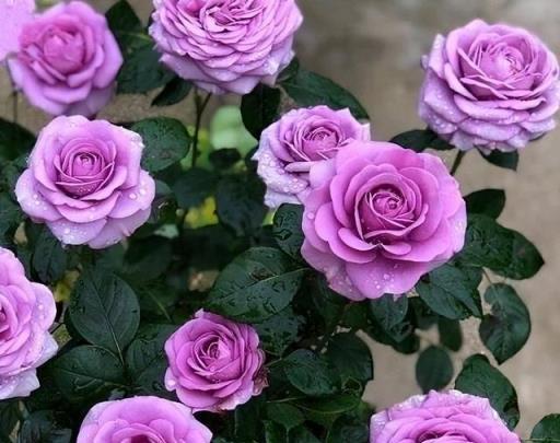 一年開三季的「3種」月季，花色漂亮，花苞極多，種陽臺不停開花