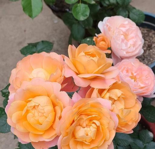 一年開三季的「3種」月季，花色漂亮，花苞極多，種陽臺不停開花