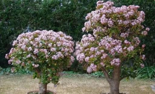 老人說，這3種很難開花的花，一旦開花，就是寓意「好兆頭」