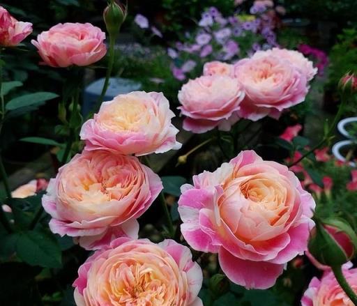 一年開三季的「3種」月季，花色漂亮，花苞極多，種陽臺不停開花