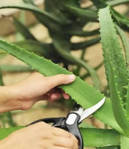 養盆大蘆薈，就是家裡「小藥箱」，切個葉子抹抹臉，又白又健康