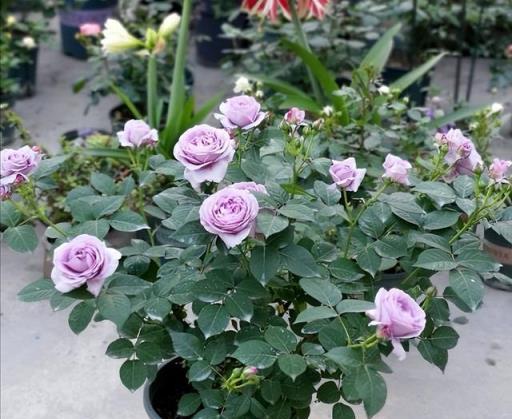 一年開三季的「3種」月季，花色漂亮，花苞極多，種陽臺不停開花