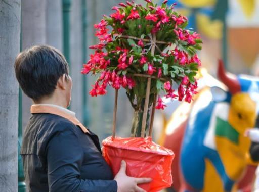 5種「漂亮花」，花店太「坑人」，買了養不活，白費錢