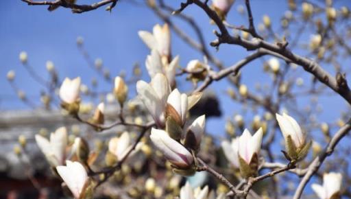 美化生活旺風水，這10種「吉祥花木」，家裡可以來一盆