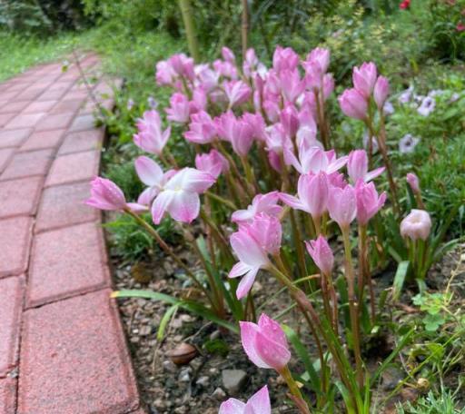 風雨蘭漂亮又好養，記住「2點」，開花越來越多，花朵又美又豔