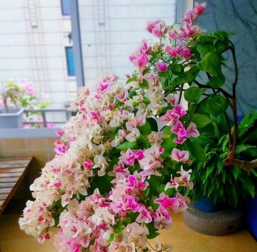 天熱就養6種花，越熱越開花，又美又豔，陽臺秒變彩色小花園