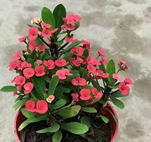 天熱就養6種花，越熱越開花，又美又豔，陽臺秒變彩色小花園