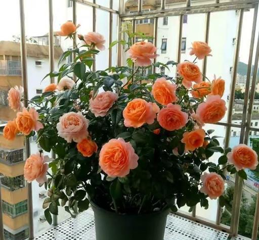 一年開三季的「3種」月季，花色漂亮，花苞極多，種陽臺不停開花