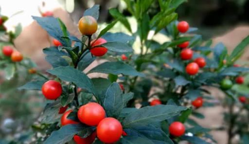 8種「小毒花」，葉子都帶毒，趕緊搬出屋，碰到傷害大