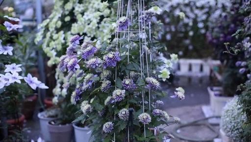 越養越「上癮」的4種花，好養易活，養一次年年都開花，花期還長