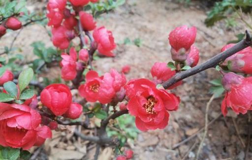 美化生活旺風水，這10種「吉祥花木」，家裡可以來一盆