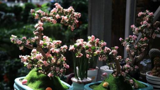 美化生活旺風水，這10種「吉祥花木」，家裡可以來一盆