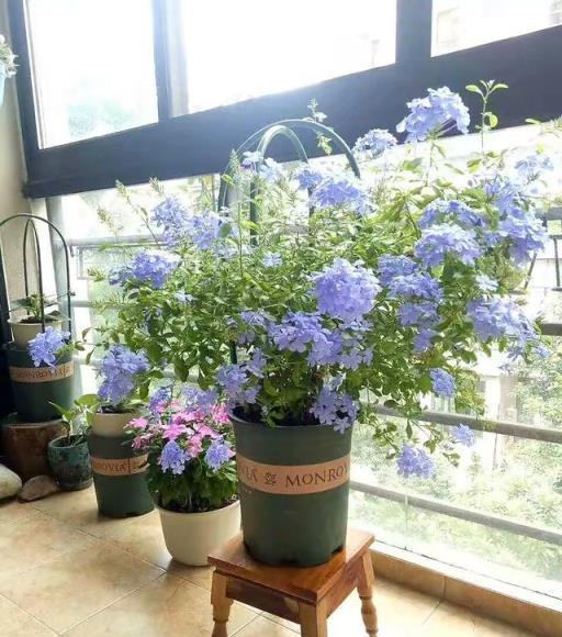 天熱就養6種花，越熱越開花，又美又豔，陽臺秒變彩色小花園