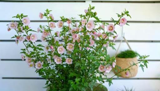 越養越「上癮」的4種花，好養易活，養一次年年都開花，花期還長