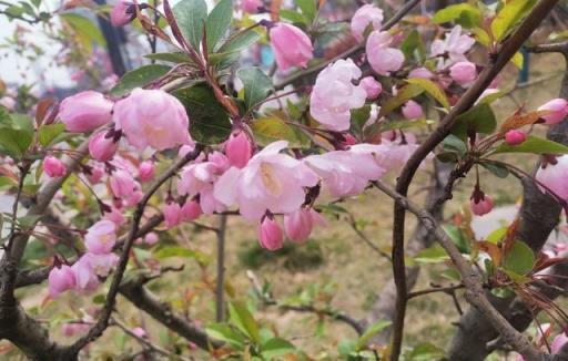 美化生活旺風水，這10種「吉祥花木」，家裡可以來一盆