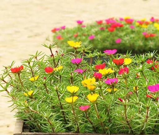 天熱就養6種花，越熱越開花，又美又豔，陽臺秒變彩色小花園