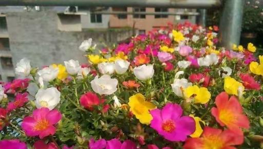 天熱就養6種花，越熱越開花，又美又豔，陽臺秒變彩色小花園