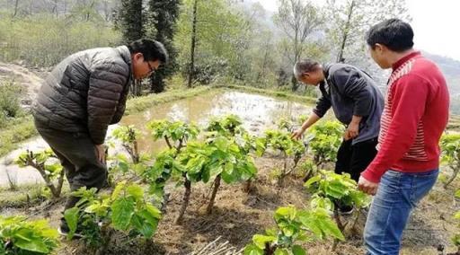 俗語「三樹院中栽，禍災家裡來」，「三樹」是哪三種樹，可信嗎？