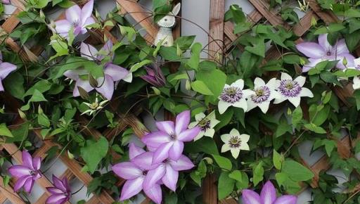 越養越「上癮」的4種花，好養易活，養一次年年都開花，花期還長