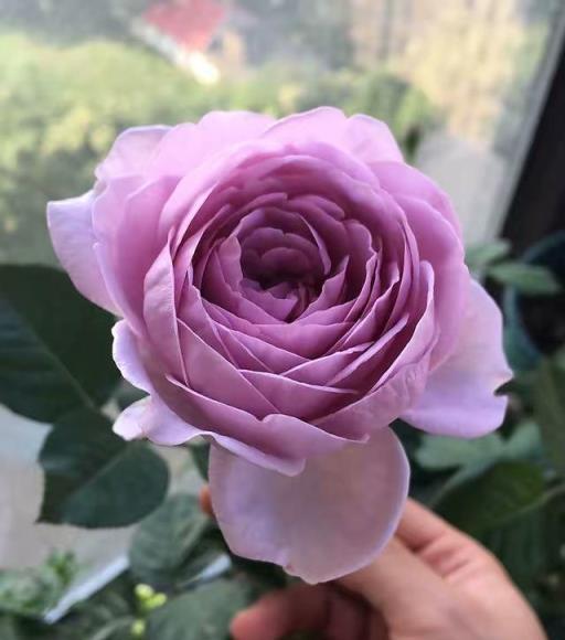 一年開三季的「3種」月季，花色漂亮，花苞極多，種陽臺不停開花