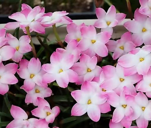 天熱就養6種花，越熱越開花，又美又豔，陽臺秒變彩色小花園