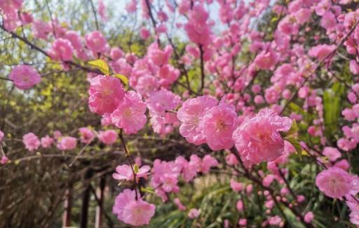 美化生活旺風水，這10種「吉祥花木」，家裡可以來一盆