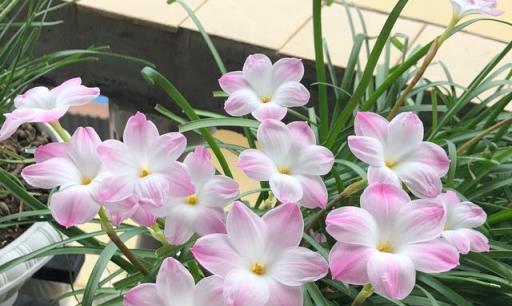 適合新手養的花—風雨蘭花，皮實好養，花美如蘭，每年開花很多次