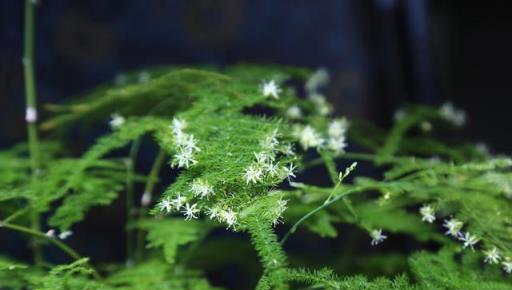 老人說，家有9種花，輕易不開花，只要開花，就一定是「好兆頭」