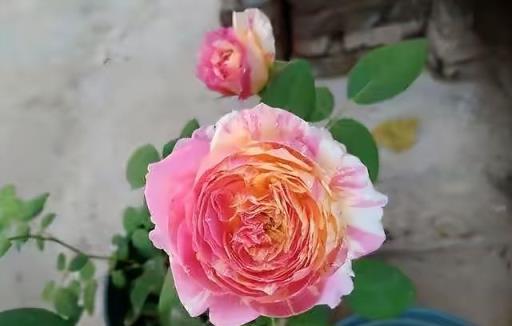 一年開三季的「3種」月季，花色漂亮，花苞極多，種陽臺不停開花