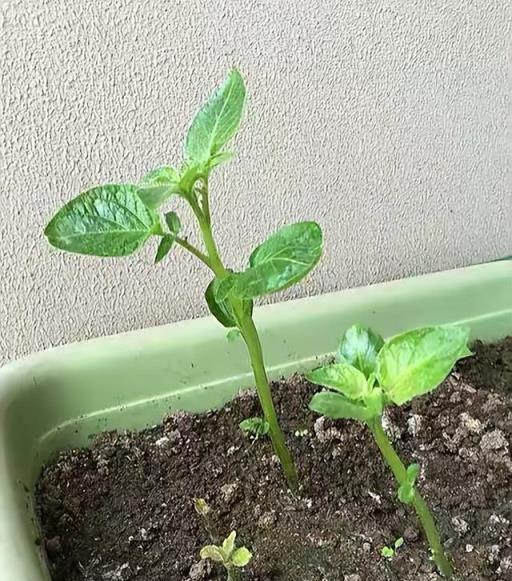 土豆生薑發芽了，別扔了，種花盆裡變漂亮盆栽，還有小收穫