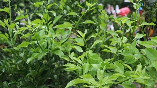 柑橘高產培育，掌握壯梢壯果關鍵點