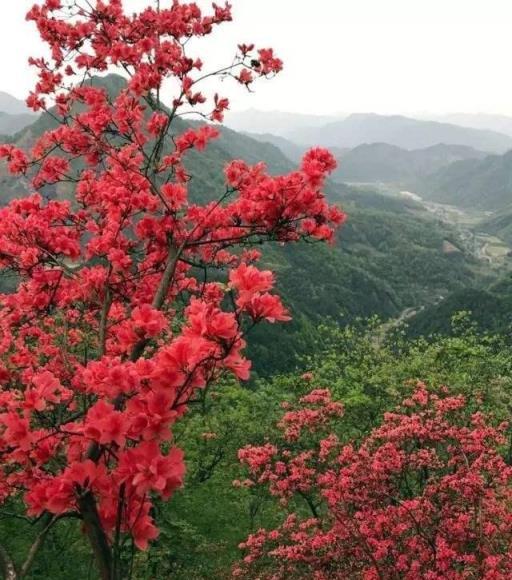 野外碰到6種野生花草，不要「手閒」亂採亂挖，別違法了而不自知