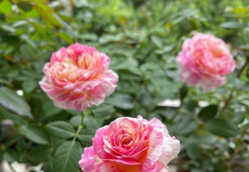 一年開三季的「3種」月季，花色漂亮，花苞極多，種陽臺不停開花