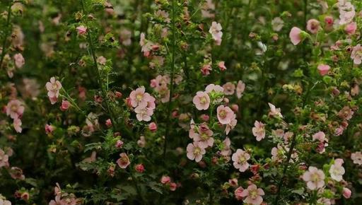 越養越「上癮」的4種花，好養易活，養一次年年都開花，花期還長