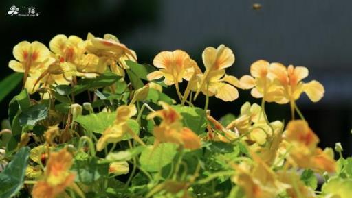 最怕夏天的10種花，還沒入夏就嗝屁，你家種了幾種？