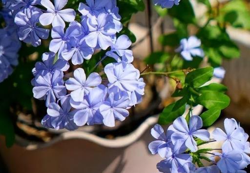 天熱就養6種花，越熱越開花，又美又豔，陽臺秒變彩色小花園