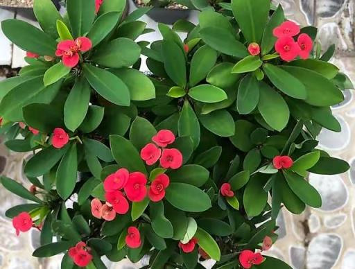 天熱就養6種花，越熱越開花，又美又豔，陽臺秒變彩色小花園