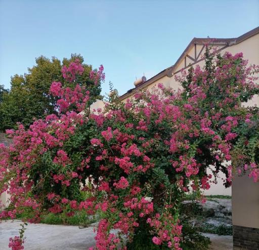 院子露臺養一棵它，耐熱耐晒，夏季開花紅豔豔，一個夏天開不停