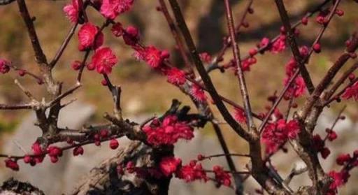 七八月份，三種花別再修剪，越剪越不開花