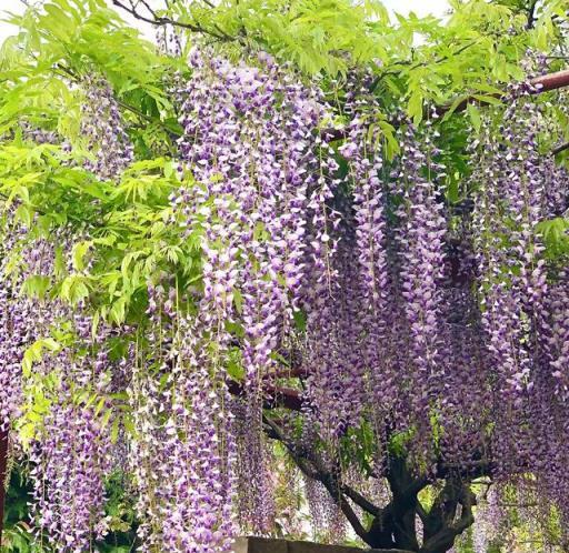 6種「爬藤花」，種院子圍牆邊，開花一大片，皮實好養美麗如畫